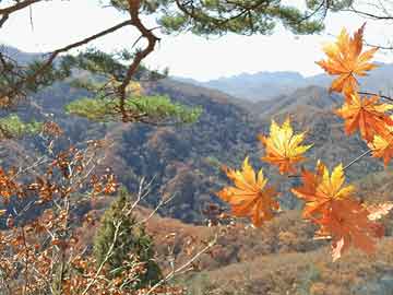 桃花族最新地址，科技與生活完美融合的高科技產(chǎn)品盛宴現(xiàn)場報(bào)道