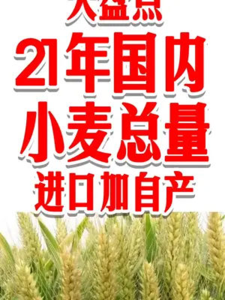 衡水小麥價格最新動態(tài)，行情更新與日常生活關聯(lián)分析